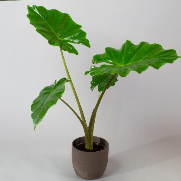 Alocasia Portodora 13cm Pot