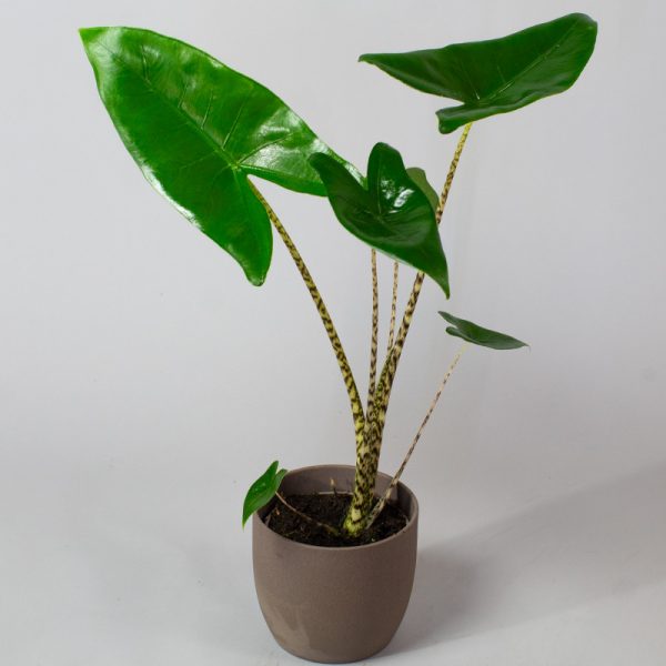 Alocasia Zebrina 13cm Pot