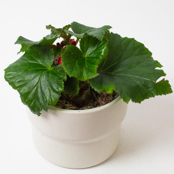 Begonia Baladin 13cm pot