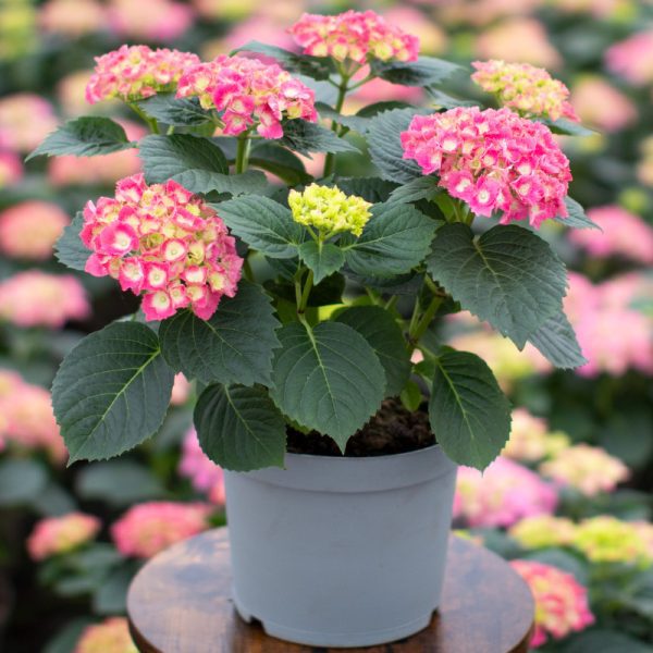 Garden Hydrangea 4L Pot - Image 3