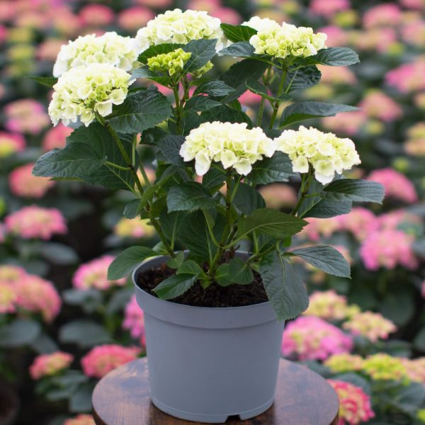 Garden Hydrangea 4L Pot - Image 4