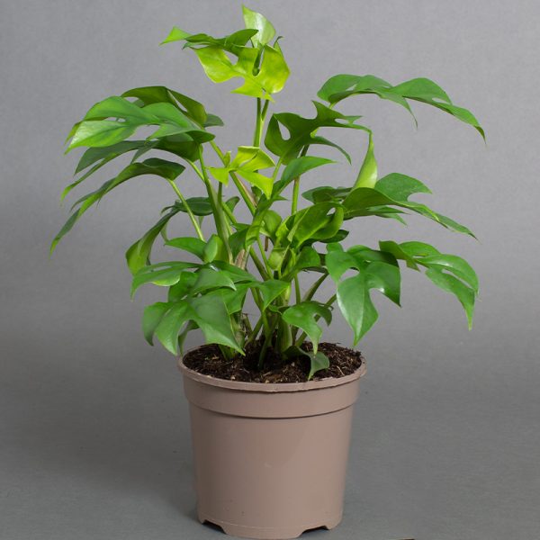 Philodendron Minima 13cm Pot