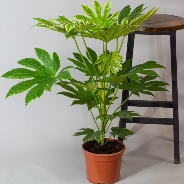 Fatsia Japonica Spiders Web 3L pot