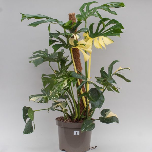 Monstera Thai Constellation 7.5L 1 Metre Moss