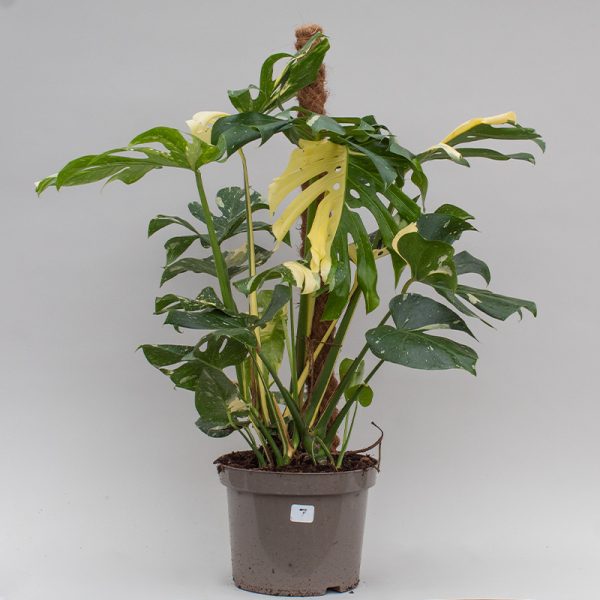 Monstera Thai Constellation 7.5L 1 Metre Moss - Image 2