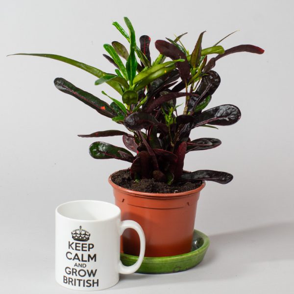 Croton Red Banana 13cm pot