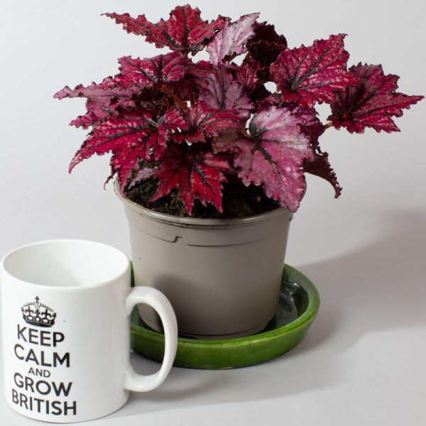 Begonia Rex Bewitched Cherry 13cm