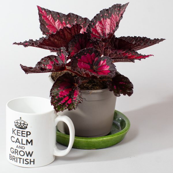 Begonia Rex Dibs Rothko 13cm pot