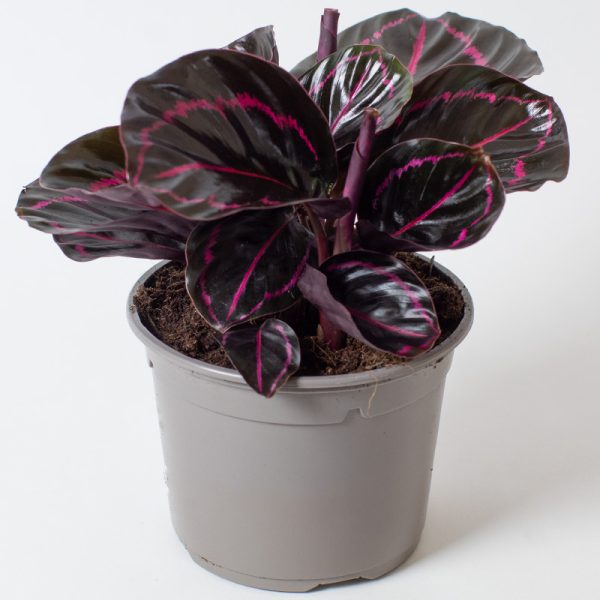 Calathea Roseopicta Dottie 15cm pot