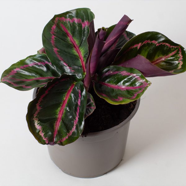 Calathea Roseopicta Mysty 13cm pot