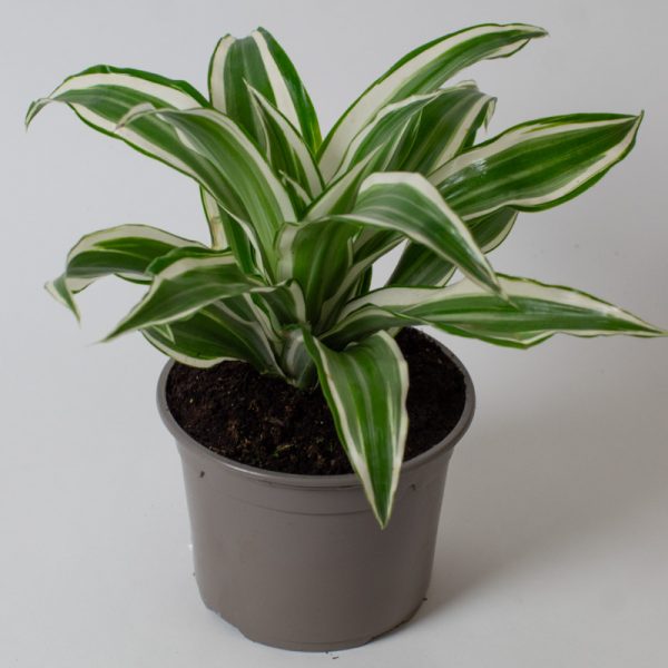 Dracaena fragrans White Jewel 13cm pot