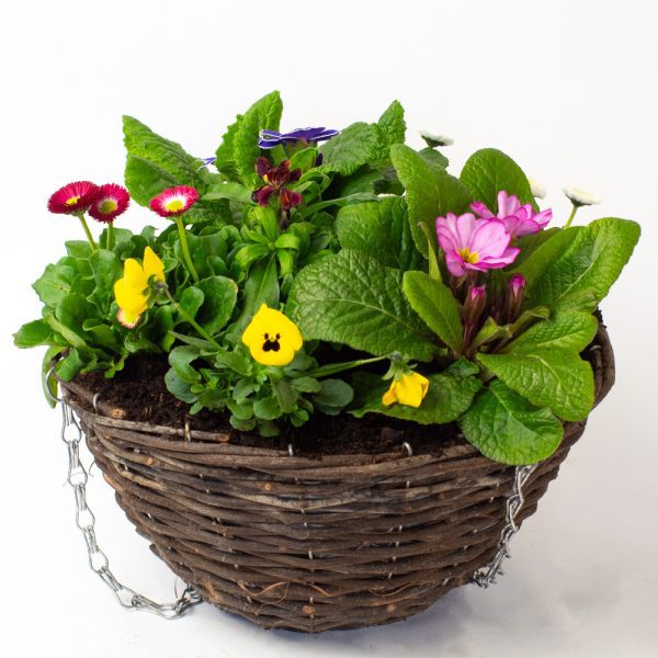 Spring Hanging Basket 12Inch