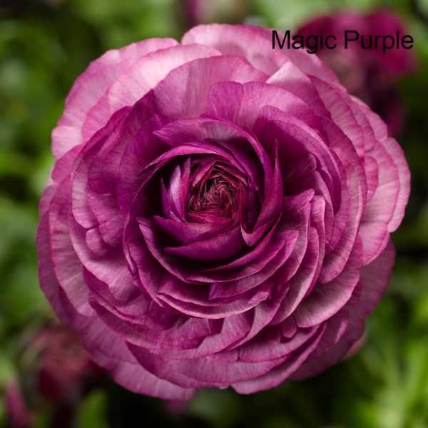 Ranunculus Magic Purple 10.5cm