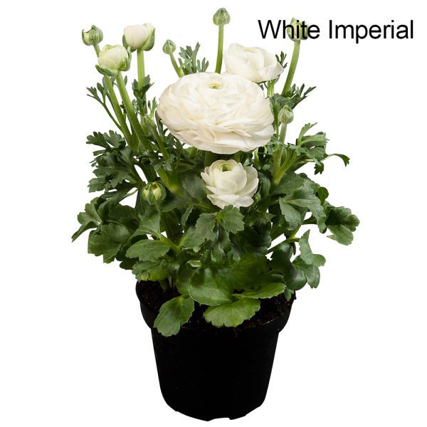 Ranunculus White Imperial 10.5cm