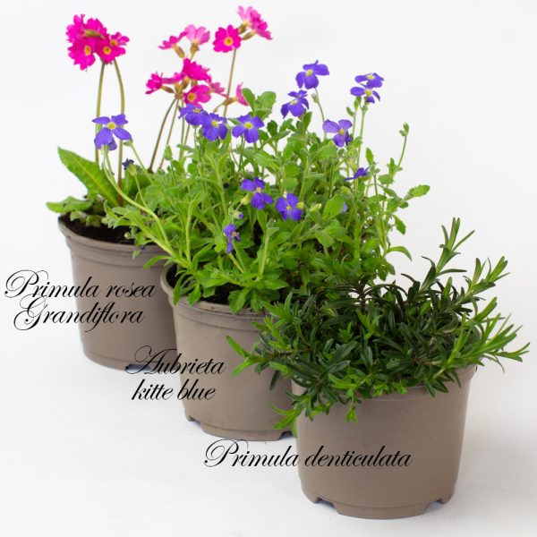 Rockery Perennial 10.5cm pot x 15 mixed in a tray - Image 3