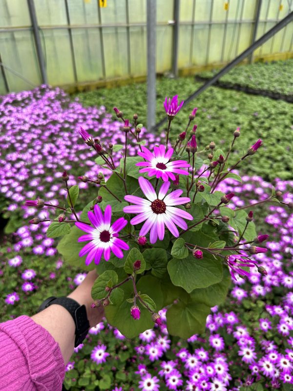 Senetti Magenta Bicolor 13cm pot