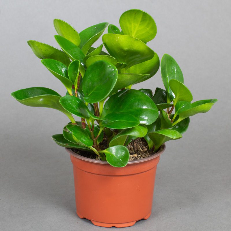 Peperomia Obtusifolia Green 13cm Pot - Opperman Plants Ltd