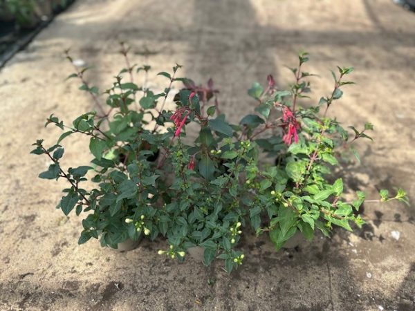 Fuchsia Mixed 10.5cm pot