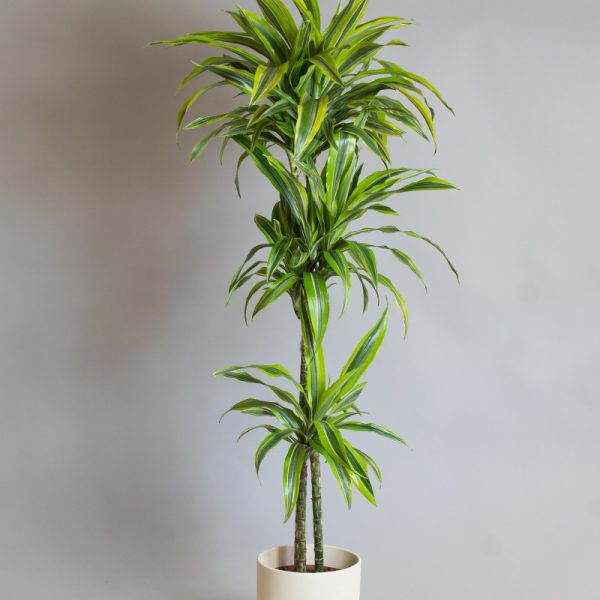 Dracaena Lemon Lime 2 Cane 4L Pot